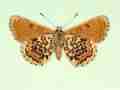 Melitaea cinxia female (aberrant form wittei) (Internet Image property of respective owner, non-commercial use only)